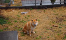 开云体育登录-舞台越大越强，李刚仁闪耀欧洲，奥地利绝杀加纳背后的竞技哲学