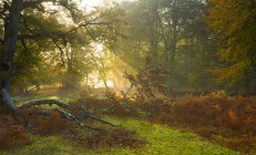 开云下载-从鹈鹕战术到莫兰特接管，篮球智慧的双重奏