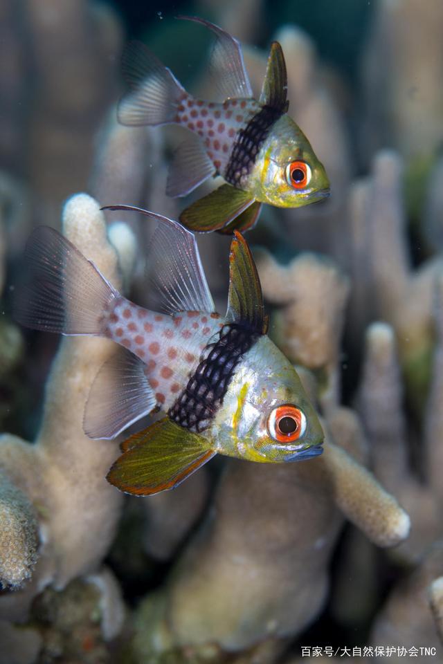 密克罗尼西亚选手横扫赛场夺冠