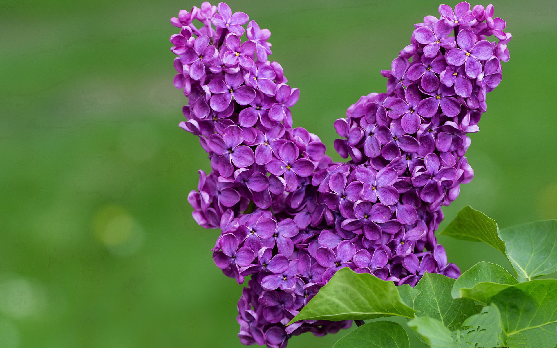 巴尔韦德爆发，拜仁火力压制那不勒斯，一场战术与意志的较量