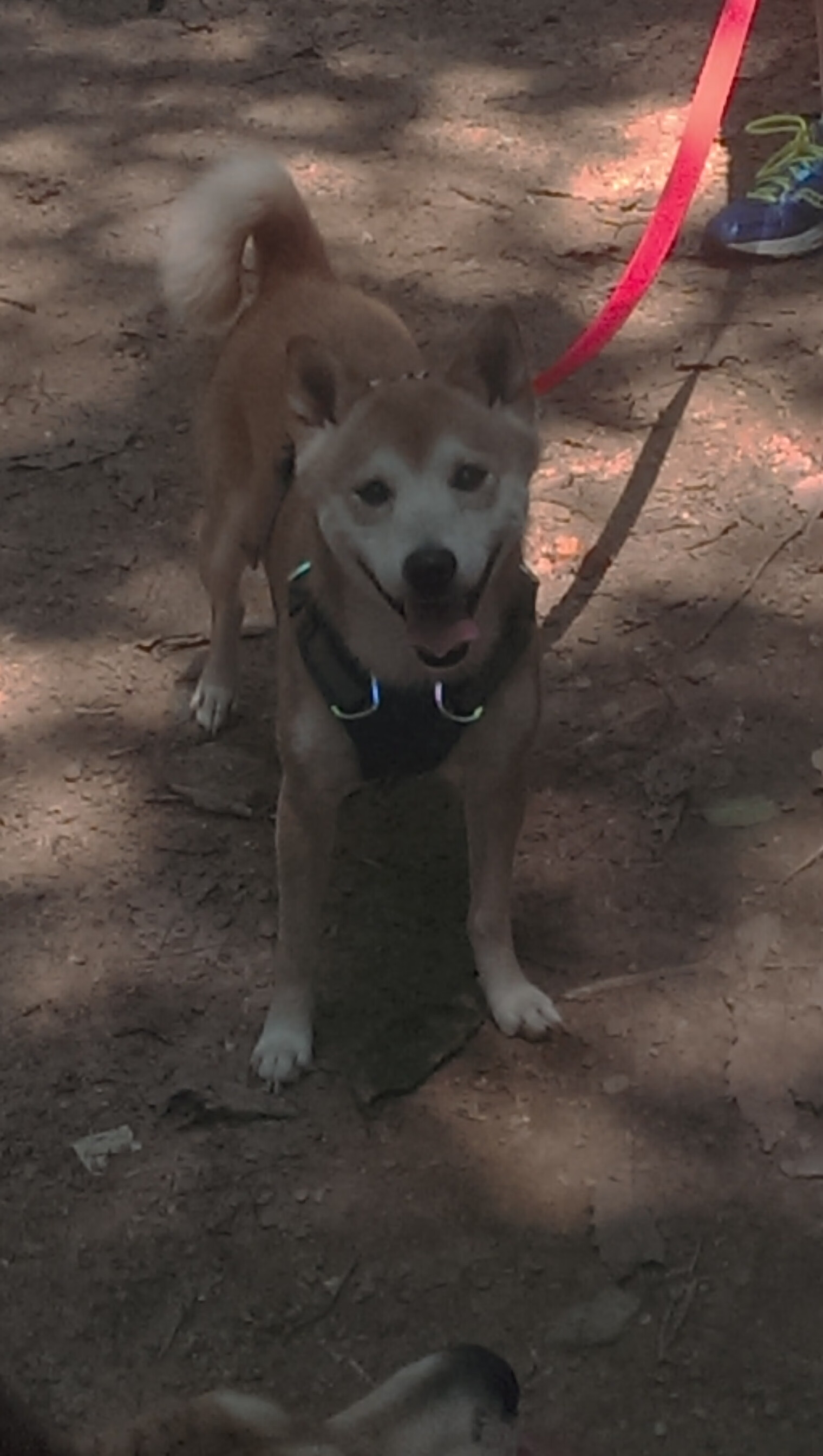 铁壁与利刃，伦纳德如何用防守主宰比赛，马刺锁死开拓者的战术密码